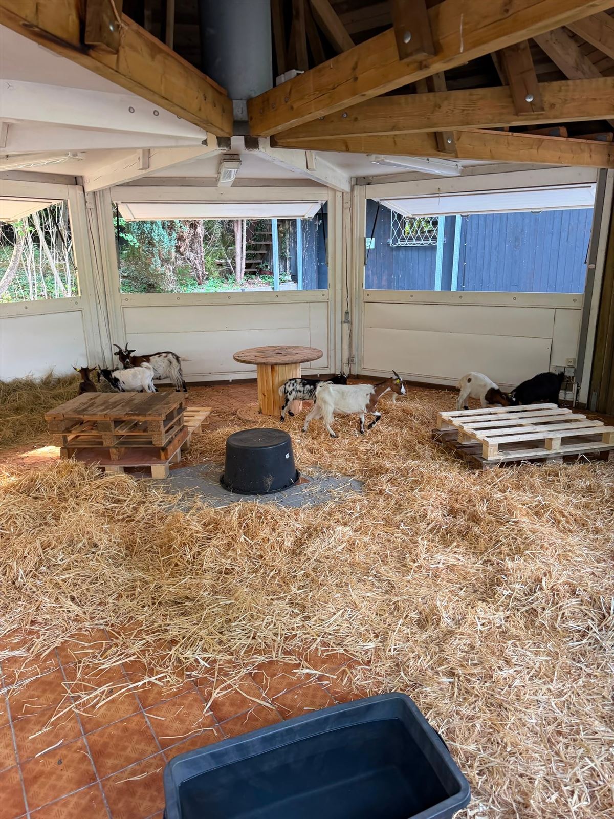 Das Zwergziegen-Gehege im Eifeltor Erlebnispark mit Stroh und Kletterpaletten