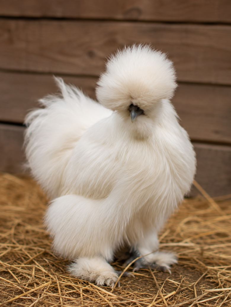 Flauschiges weißes Seidenhuhn im Stroh